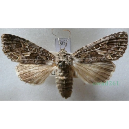 Trachea atriplicis (Linnaeus, 1758) female Agatówka łobodnica Czech86j